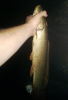 bowfin2.png