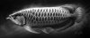 Asian Arowana_01.jpg