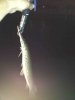 ImageUploadedByMonsterAquariaNetwork1367724260.441074.jpg