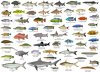 Monster fish V - US.jpg