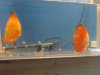 redladywithfry_zpse100e5e6[1].jpg