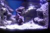 reef tank 011.JPG