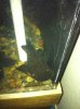 ImageUploadedByMonsterAquariaNetwork1368374197.534357.jpg