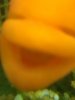 ImageUploadedByMonsterAquariaNetwork1368401397.476054.jpg
