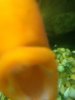ImageUploadedByMonsterAquariaNetwork1368401423.584878.jpg