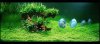 ImageUploadedByMonsterAquariaNetwork1368406896.167654.jpg