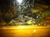 ImageUploadedByMonsterAquariaNetwork1368480410.234744.jpg