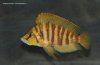 altolamprologus-compressiceps-chaitika.jpg