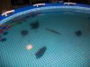 100_4599.jpg