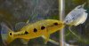 05172013Bloop3.jpg