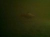 ImageUploadedByMonsterAquariaNetwork1369161488.845271.jpg ImageUploadedByMonsterAquariaNetwork1369161488.845271.jpg