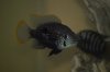 DSC_0746.JPG