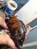 ImageUploadedByMonsterAquariaNetwork1369261523.608223.jpg