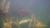 ImageUploadedByMonsterAquariaNetwork1369271765.230617.jpg