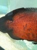 ImageUploadedByMonsterAquariaNetwork1369327921.366046.jpg ImageUploadedByMonsterAquariaNetwork1369327921.366046.jpg