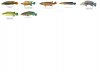 Pike Cichlid - US.jpg