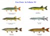 esox - US.jpg