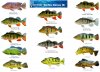 Cichla US - gangster V2.jpg
