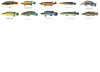 Pike Cichlid - US.jpg