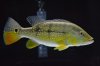 cichla xingu.jpg