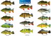 Cichla US - gangster V2.jpg
