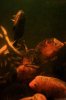 ImageUploadedByMonsterAquariaNetwork1369483333.200763.jpg