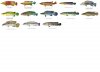 Pike Cichlid - US.jpg