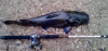 Flathead3.png