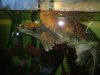 ImageUploadedByMonsterAquariaNetwork1369676000.484342.jpg ImageUploadedByMonsterAquariaNetwork1369676000.484342.jpg