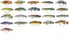 Pike Cichlid - US.jpg