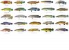 Pike Cichlid - US.jpg