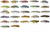 Pike Cichlid - US.jpg