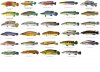 Pike Cichlid - US.jpg