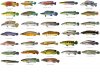 Pike Cichlid - US.jpg