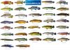 Pike Cichlid - US.jpg