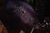 ImageUploadedByMonsterAquariaNetwork1369960603.740429.jpg