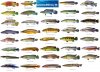 Pike Cichlid - US.jpg