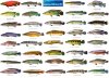 Pike Cichlid - US.jpg