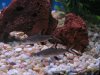 Fish Tank with New fish 073.JPG