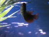 Fish Tank with New fish 060.JPG