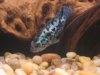 New Fish 043.JPG