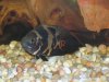 New Fish 054.JPG