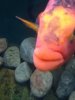 ImageUploadedByMonsterAquariaNetwork1370224952.163465.jpg