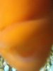 ImageUploadedByMonsterAquariaNetwork1370225373.014144.jpg