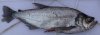 especies:characidae:cynodontinae:hydrolycus_wallacei.jpg
