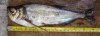 especies:characidae:cynodontinae:hydrolycus_wallacei_2.jpg