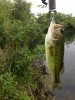 ImageUploadedByMonsterAquariaNetwork1370612663.679144.jpg