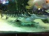 ImageUploadedByMonsterAquariaNetwork1370866863.722602.jpg