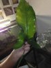 ImageUploadedByMonsterAquariaNetwork1370925903.023935.jpg