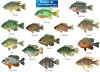Sunfish.jpg